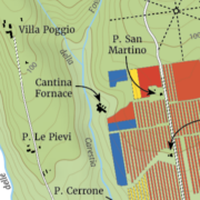 Tenuta San Guido - Grape varieties